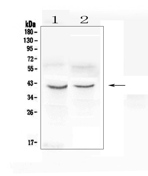 Anti-CXCR4 Antibody Picoband®