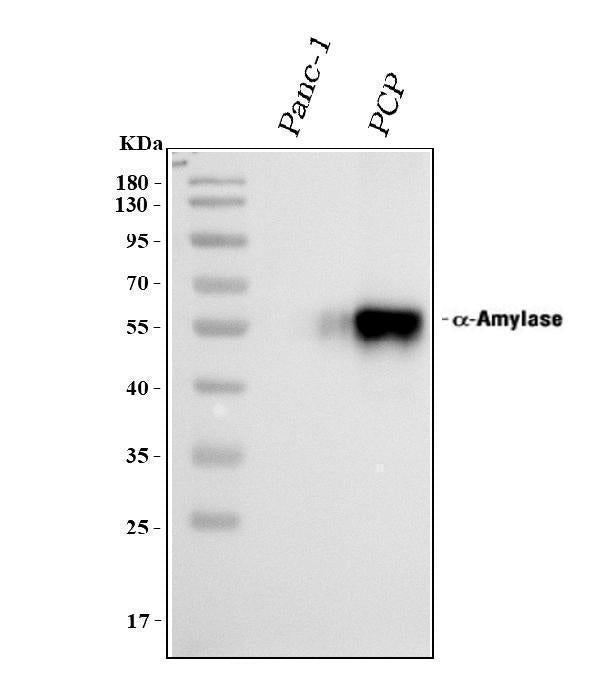 Anti-Alpha Amylase 1/AMY1A Antibody Picoband®
