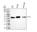 Anti-GFAP Antibody Picoband®