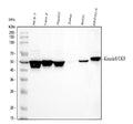 Anti-Cytokeratin 8/KRT8 Antibody Picoband®