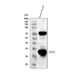 Anti-TFPI2 Antibody Picoband®