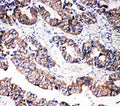 Anti-Caspase-3 (P10)/CASP3 Antibody Picoband®