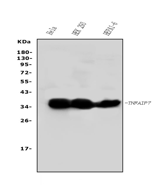 Anti-TNFAIP1 Antibody Picoband®
