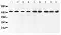 Anti-ERK2/MAPK1 Antibody Picoband®
