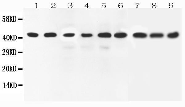 Anti-ERK2/MAPK1 Antibody Picoband®