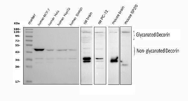 Anti-Decorin/DCN Antibody Picoband®