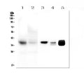 Anti-MTCO1/MT-CO1 Antibody Picoband®