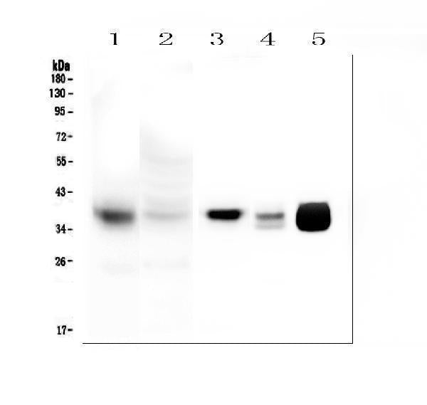 Anti-MTCO1/MT-CO1 Antibody Picoband®