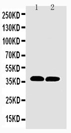 Anti-MTCO1 antibody, PA1317-2, Western blotting
Lane 1: Rat Heart Tissue Lysate
Lane 2: Mouse Heart Tissue Lysate