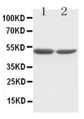 Anti-c-Fos Antibody Picoband®
