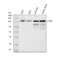 Anti-N-Cadherin-2 CDH2 CD325-Antibody Picoband®