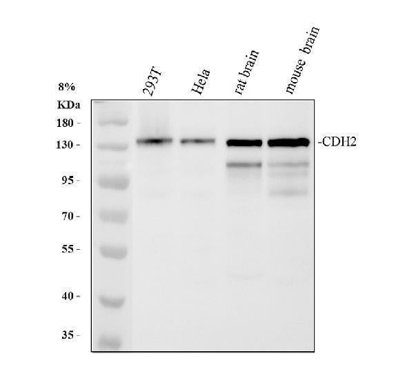 Anti-N-Cadherin-2 CDH2 CD325-Antibody Picoband®