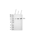 Anti-CD34 Antibody Picoband®