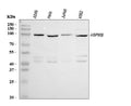 Anti-GRP94/HSP90B1 Antibody Picoband®