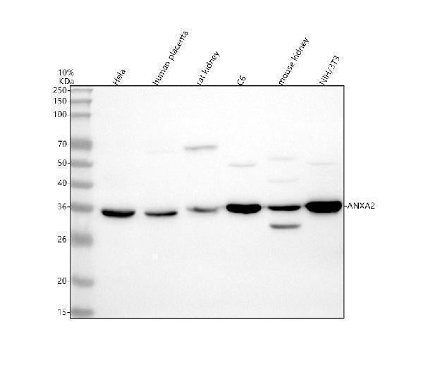 Anti-Annexin A2/ANXA2 Antibody Picoband®