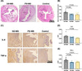 Anti-Interleukin-6 IL6 Antibody Picoband®