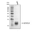 Anti-IL8/CXCL8 Antibody Picoband®