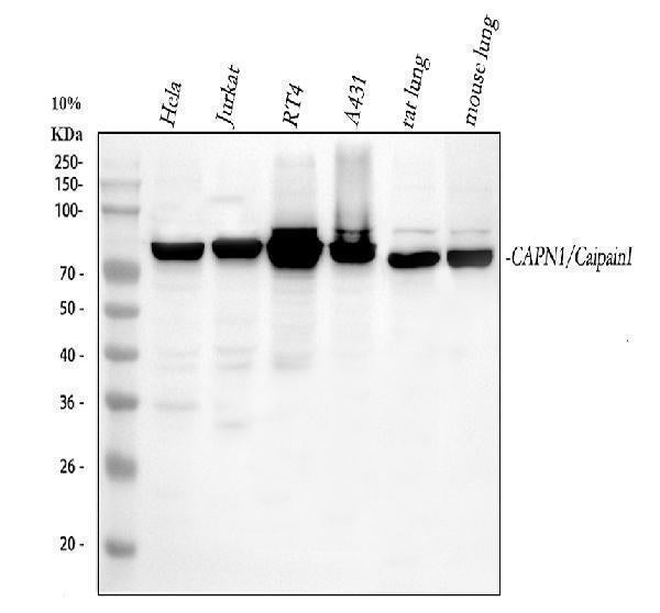 Anti-Calpain 1/CAPN1 Antibody Picoband®