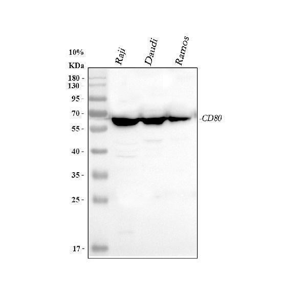 Anti-CD80 Antibody Picoband®