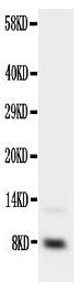 Anti-Insulin-like growth factor I IGF1 Antibody Picoband®
