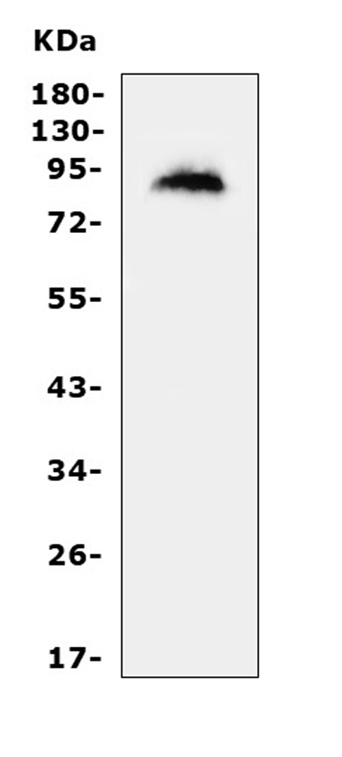 Anti-MDM2 Antibody Picoband®