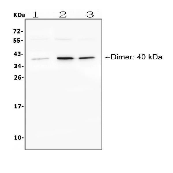 Anti-BAFF Receptor/TNFRSF13C Antibody Picoband®