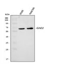 Anti-GAD65/GAD2 Antibody Picoband®