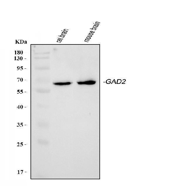 Anti-GAD65/GAD2 Antibody Picoband®