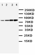 Anti-PI 3 Kinase p85 alpha/PIK3R1 Antibody Picoband®