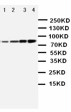 Anti-PI 3 Kinase p85 alpha/PIK3R1 Antibody Picoband®