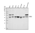 Anti-Protein NDRG1 NDRG1 Antibody Picoband®