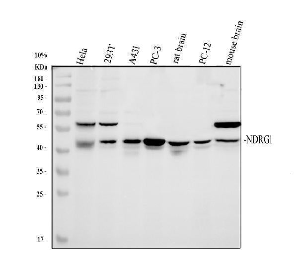 Anti-Protein NDRG1 NDRG1 Antibody Picoband®