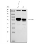 Anti-Alpha-2-HS-glycoprotein AHSG Antibody Picoband®