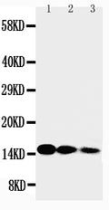 Anti-IL-3 antibody, PA1423, Western blotting
Lane 1: Recombinant Human IL-3 Protein 10ng
Lane 2: Recombinant Human IL-3 Protein 5ng
Lane 3: Recombinant Human IL-3 Protein 2.5ng