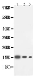 Anti-IL-4 antibody, PA1424, Western blotting
Lane 1: Recombinant Human IL-4 Protein 10ng
Lane 2: Recombinant Human IL-4 Protein 5ng
Lane 3: Recombinant Human IL-4 Protein 2.5ng