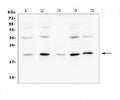 Anti-Bcl-2-like protein 2 Bcl2L2 Antibody Picoband®