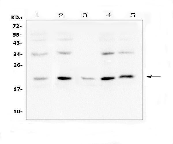 Anti-Bcl-2-like protein 2 Bcl2L2 Antibody Picoband®