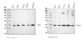 Anti-Cyclin-dependent kinase 4 Cdk4 Antibody Picoband®