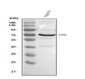 Anti-Osteopontin/SPP1 Antibody Picoband®