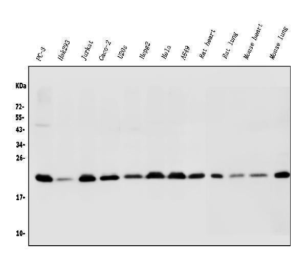 Anti-BAK/BAK1 Antibody Picoband®