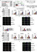 Anti-Caspase-1(P20)/CASP1 Antibody Picoband®