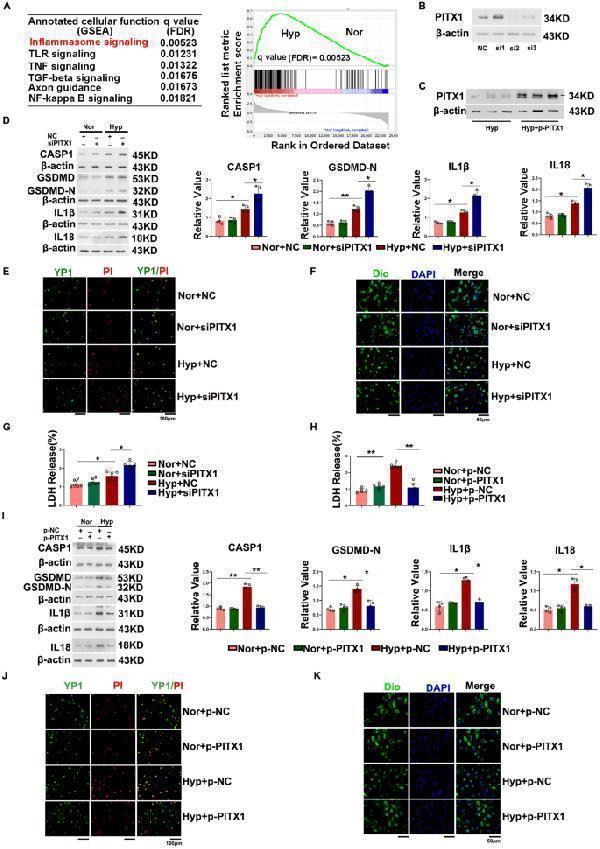 Anti-Caspase-1(P20)/CASP1 Antibody Picoband®