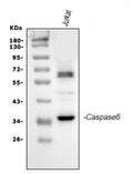 Anti-Caspase-6(P18)/CASP6 Antibody Picoband®
