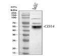 Anti-CD14 Antibody Picoband®