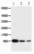 Anti-Platelet factor 4 PF4 Antibody Picoband®