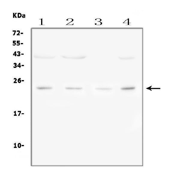 Anti-Fibroblast growth factor 22 FGF22 Antibody Picoband®