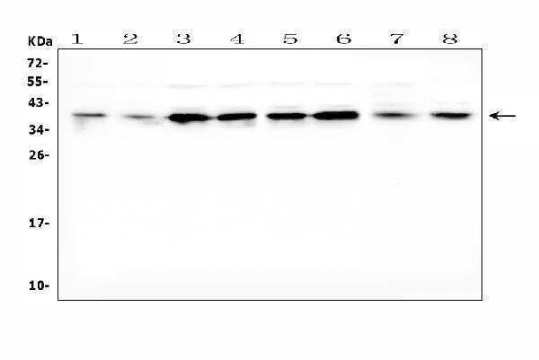 Anti-Dickkopf-related protein 1 DKK1 Antibody Picoband®