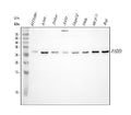 Anti-FADD Antibody Picoband®