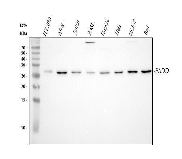 Anti-FADD Antibody Picoband®
