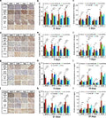 Anti-GDNF Antibody Picoband®